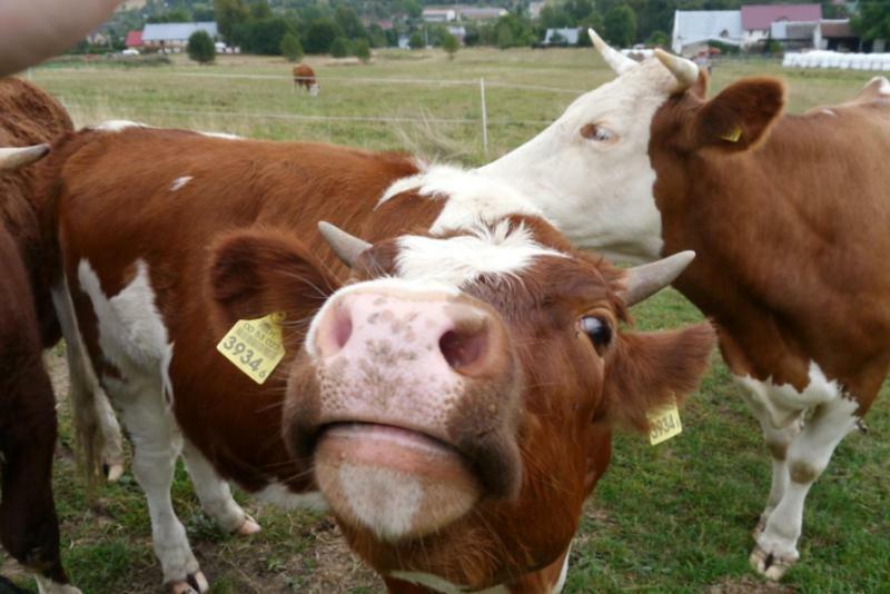 Pod Kasztanem Gospodarstwo Agroturystyczne Stronie Slaskie Ngoại thất bức ảnh